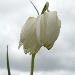 de zeldzamere witte bloem