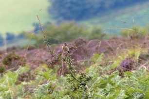 roodborsttapuit vrouw in Exmoor